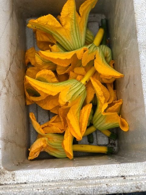 新しいレタスの品種　　ワインドレス　ズッキーニの花収穫_c0222448_10551180.jpg