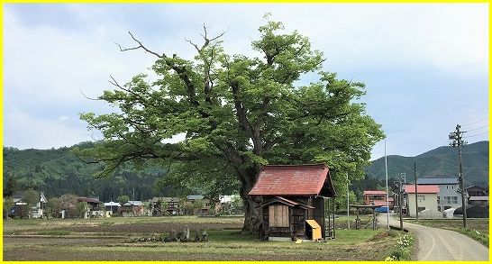 ゴールデンウィークのころの御神木は【雷土新田】_a0346455_16443096.jpg