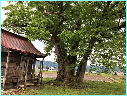 ゴールデンウィークのころの御神木は【雷土新田】_a0346455_16444975.jpg