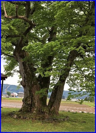 ゴールデンウィークのころの御神木は【雷土新田】_a0346455_16445902.jpg