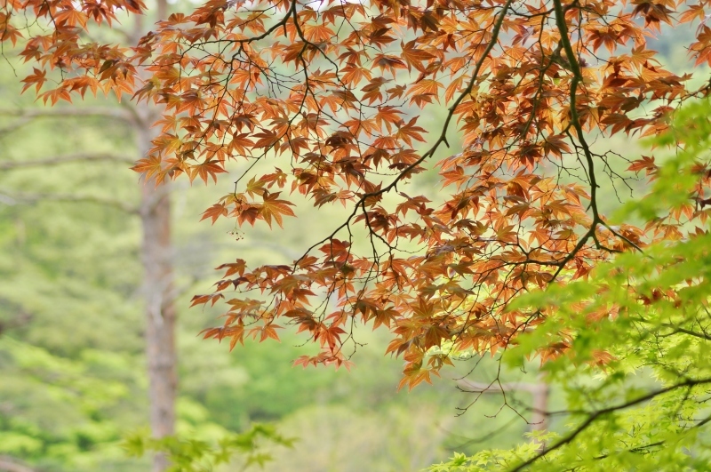 神戸市立森林植物園の一年中赤い野村紅葉 ノムラモミジ たんぶーらんの戯言