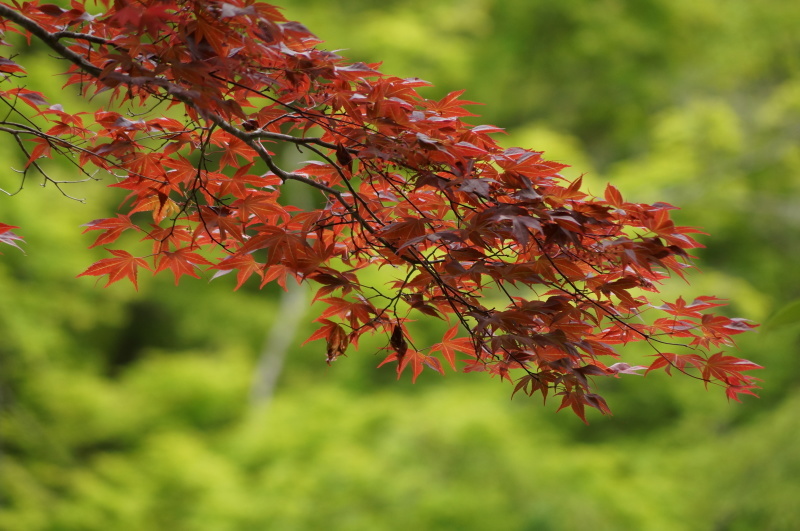 神戸市立森林植物園の一年中赤い野村紅葉 ノムラモミジ たんぶーらんの戯言