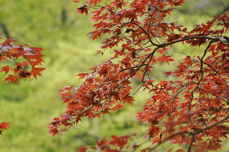 神戸市立森林植物園の一年中赤い野村紅葉 ノムラモミジ たんぶーらんの戯言