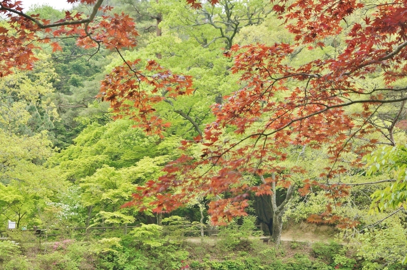 神戸市立森林植物園の一年中赤い野村紅葉 ノムラモミジ たんぶーらんの戯言