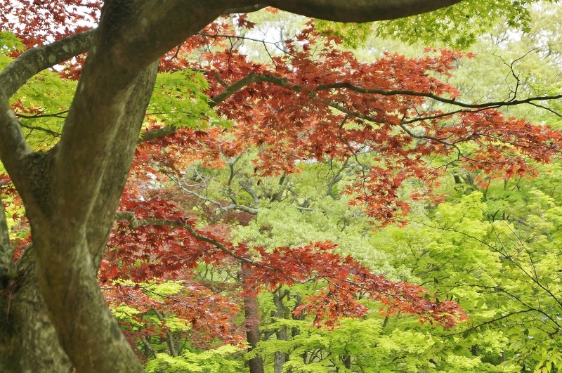神戸市立森林植物園の一年中赤い野村紅葉 ノムラモミジ たんぶーらんの戯言