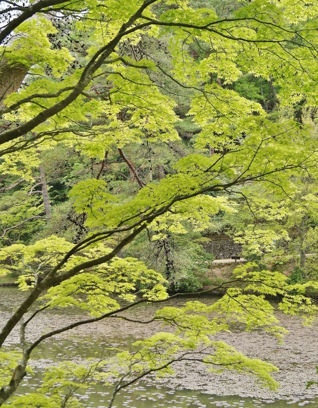 神戸市立森林植物園の新緑_b0063958_22091144.jpg