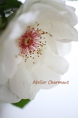 ジャクリーヌ デュプレ Atelier Charmant のボタニカル 水彩画ライフ ジャクリーヌ デュプレ Atelier Charmant のボタニカル 水彩画ライフ