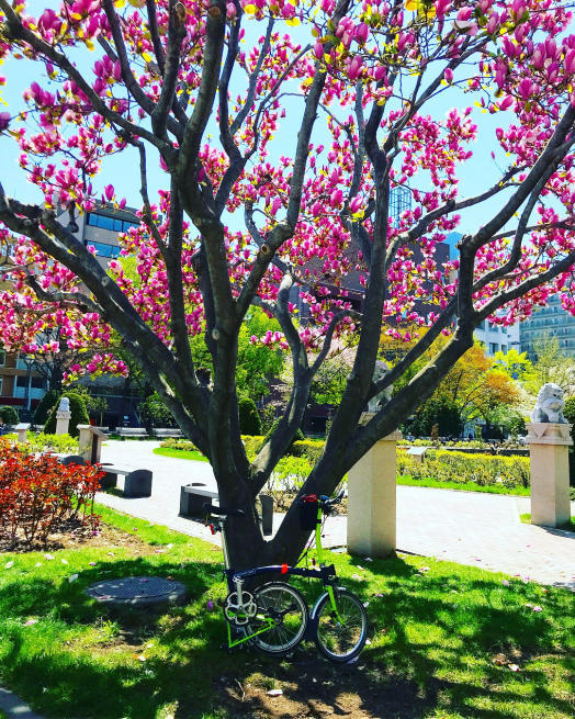 お寿司を食べにちょっと小樽まで♪5月桜の自走編♪vol.2～木原あいぽこ～