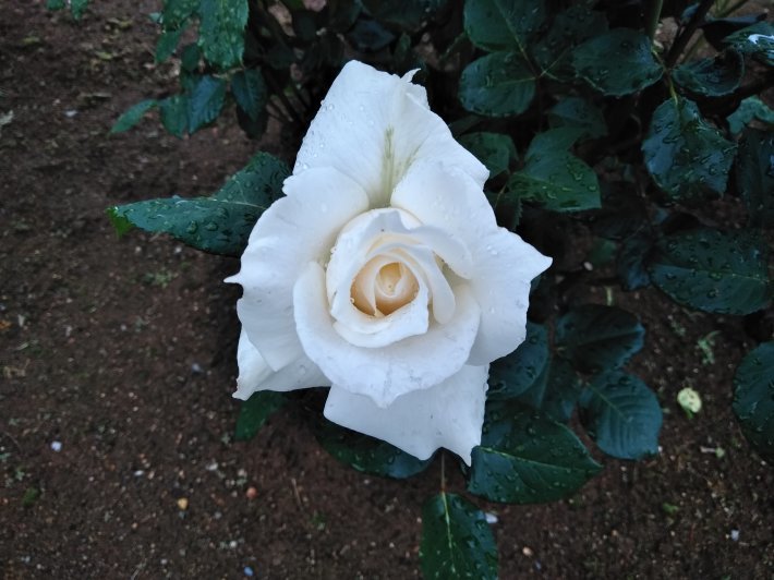 f0345263_19590069.jpg