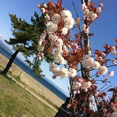 シリーズ スタッフのスマホから その17 花より団子 青森編 Ideal Style Inc ではたらく Staff Blog シリーズ スタッフのスマホから その17 花より団子 青森編 Ideal Style Inc ではたらく Staff Blog