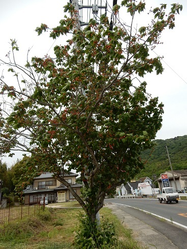 色づくサクランボ_e0175370_22133019.jpg