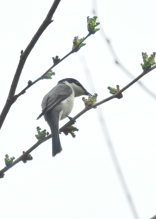 青葉にサンショウクイ_f0053272_22571585.jpg