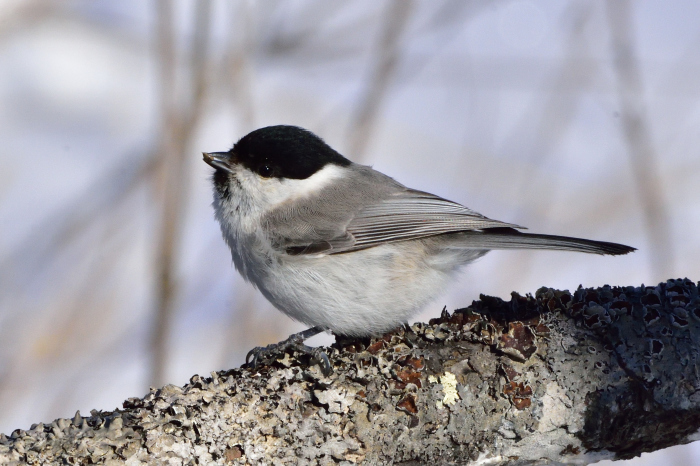 ハシブトガラ（嘴太雀）/Marsh Tit_f0365975_23225142.jpg