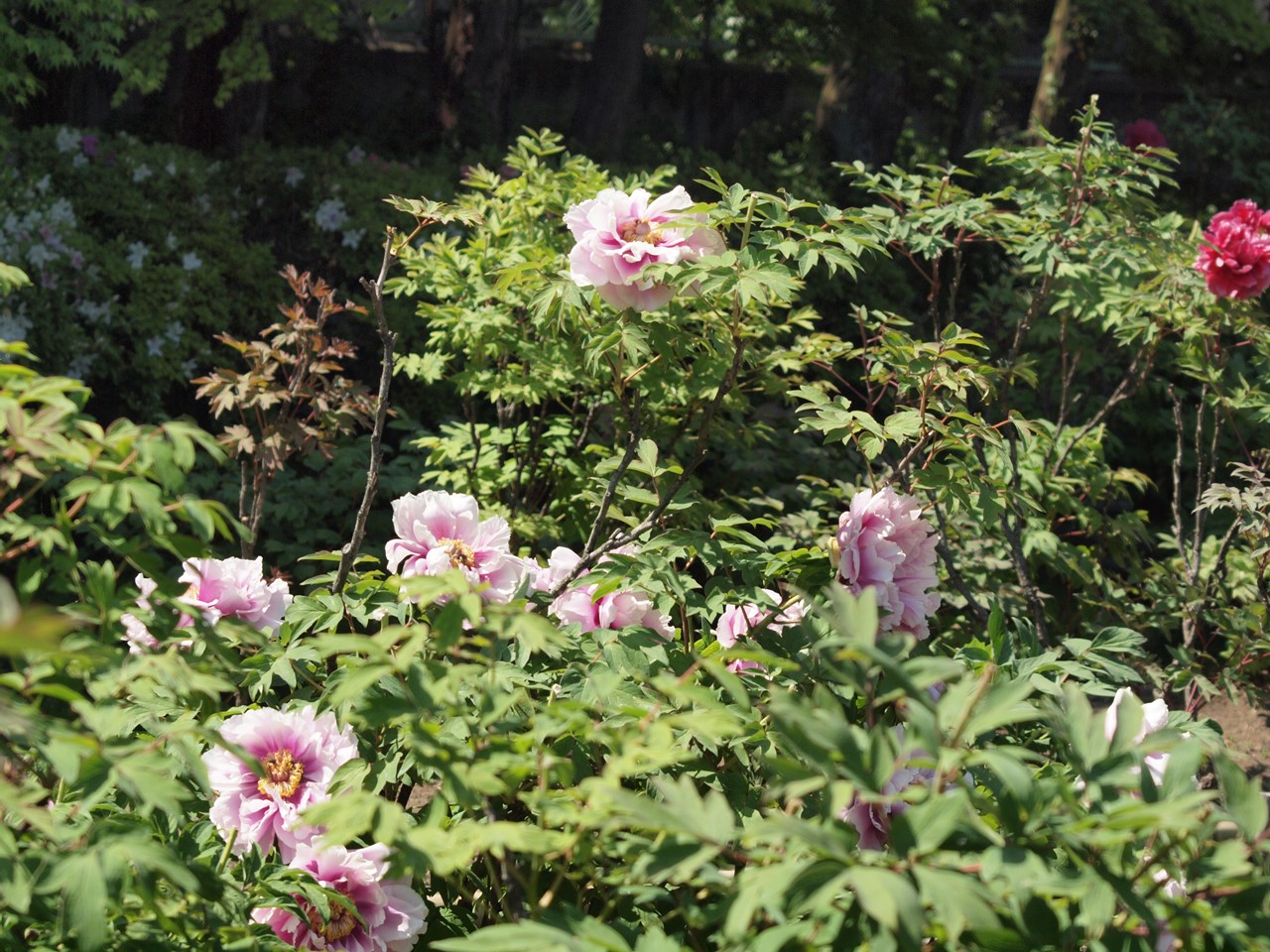 d0054276_20123551.jpg