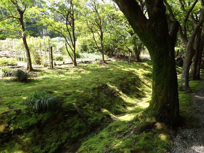 『大垣市のお茶屋屋敷跡ボタン園』_d0054276_20181259.jpg