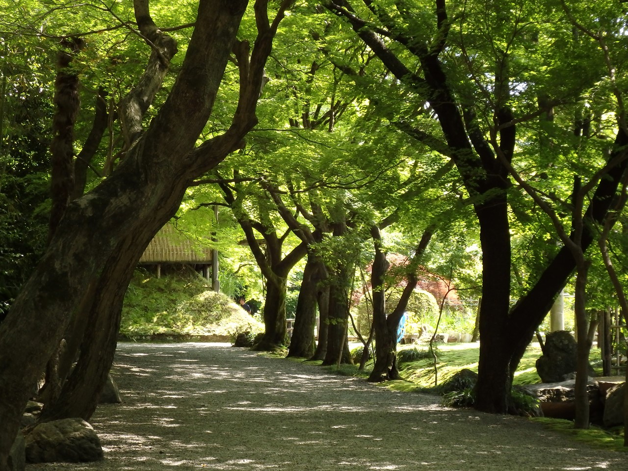 『大垣市のお茶屋屋敷跡ボタン園』_d0054276_20182366.jpg