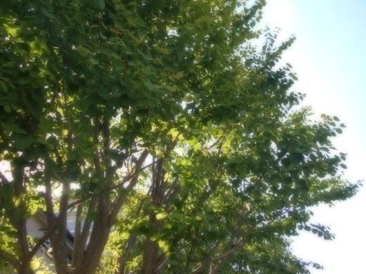 c0069380_19364174.jpg