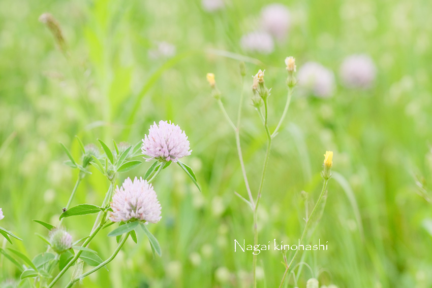 野辺に咲く草花_e0243382_06394512.jpg