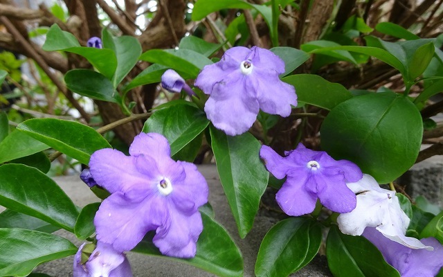 ニオイバンマツリの枝垂れ咲き 花と葉っぱ
