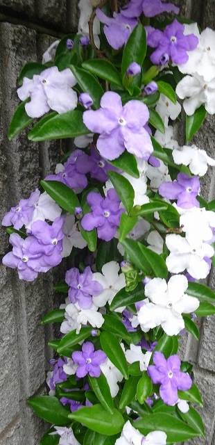 ニオイバンマツリの枝垂れ咲き 花と葉っぱ