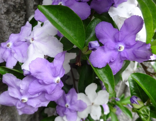 ニオイバンマツリの枝垂れ咲き 花と葉っぱ