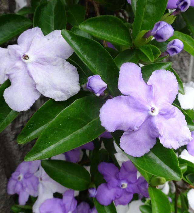 ニオイバンマツリの枝垂れ咲き 花と葉っぱ