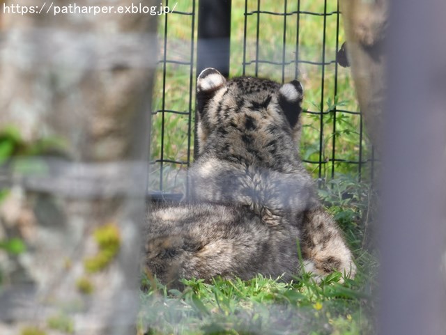 ２０１８年４月　白浜パンダ見隊　その７_a0052986_7383712.jpg