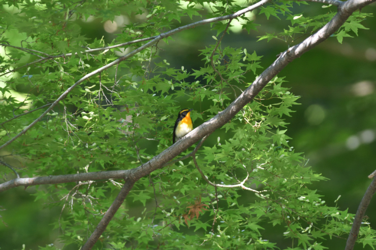 里山の夏鳥①_f0202686_16583317.jpg