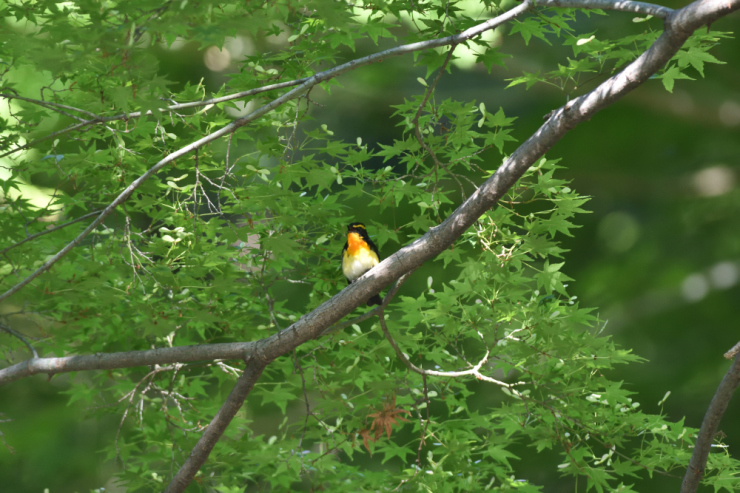 里山の夏鳥①_f0202686_16583818.jpg