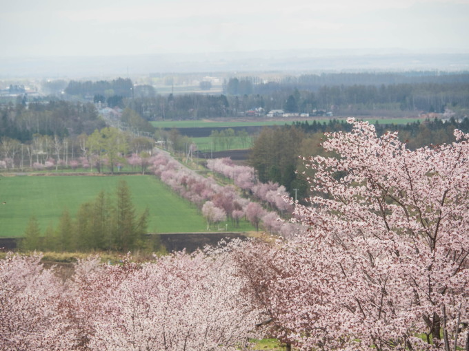 十勝の桜名所 桜六花公園 のサクラが満開になりました 十勝 中札内村 森の中の日記 Cafe 宿カンタベリー