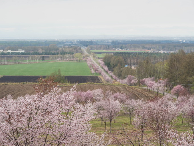 十勝の桜名所 桜六花公園 のサクラが満開になりました 十勝 中札内村 森の中の日記 Cafe 宿カンタベリー