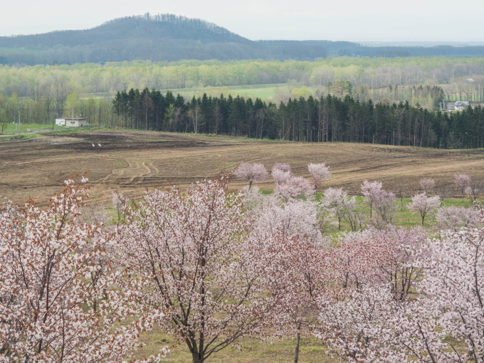 十勝の桜名所「桜六花公園」のサクラが満開になりました。_f0276498_11335466.jpg