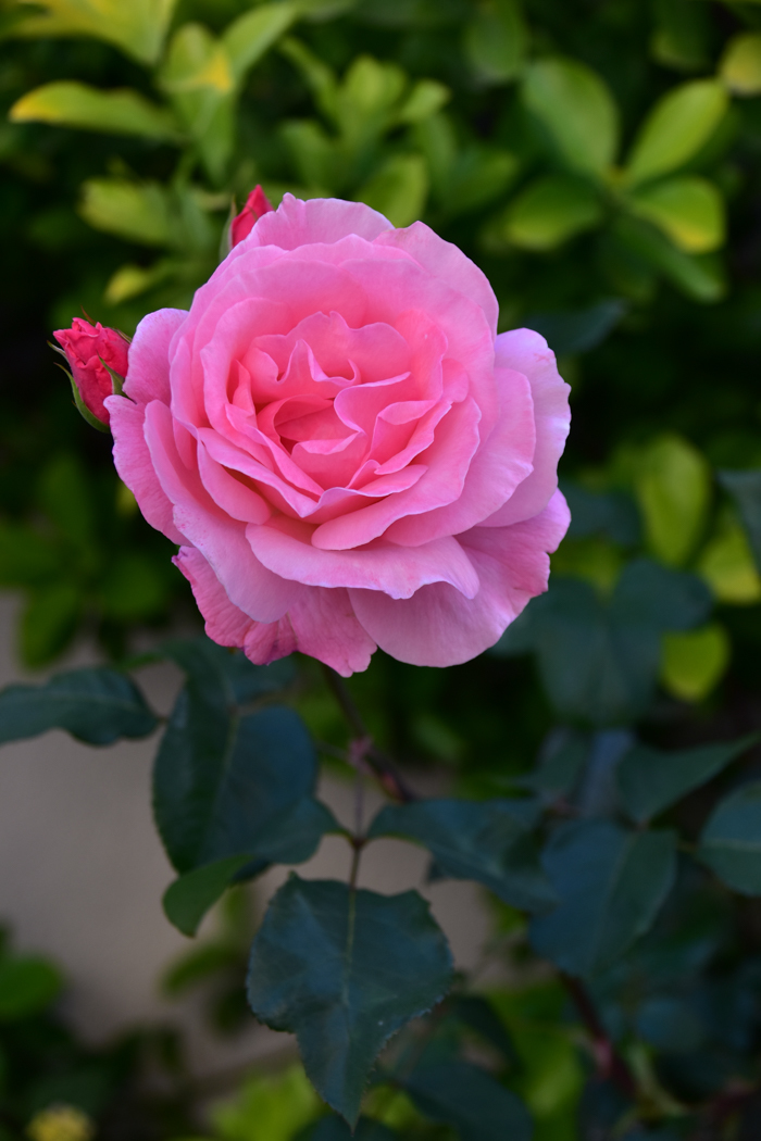c0049299_20524429.jpg