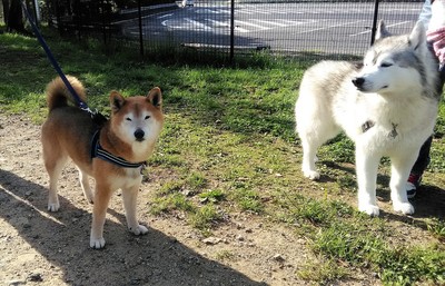 八ヶ岳2018GW　(2)　出会った犬、野生動物_c0221299_17522853.jpg