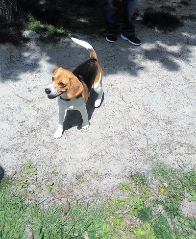 八ヶ岳18gw 2 出会った犬 野生動物 ヒマラヤスギ雑記 八ヶ岳18gw 2 出会った犬 野生動物 ヒマラヤスギ雑記