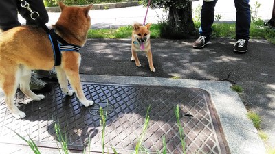 八ヶ岳2018GW　(2)　出会った犬、野生動物_c0221299_17534584.jpg