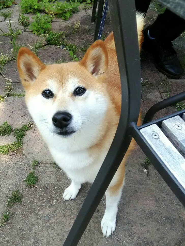 八ヶ岳2018GW　(2)　出会った犬、野生動物_c0221299_1754372.jpg