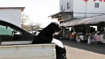 八ヶ岳2018GW　(2)　出会った犬、野生動物_c0221299_17562154.jpg