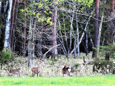 八ヶ岳2018GW　(2)　出会った犬、野生動物_c0221299_1843984.jpg