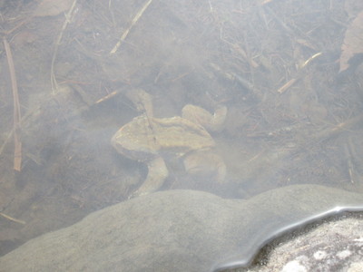 八ヶ岳2018GW　(2)　出会った犬、野生動物_c0221299_187568.jpg