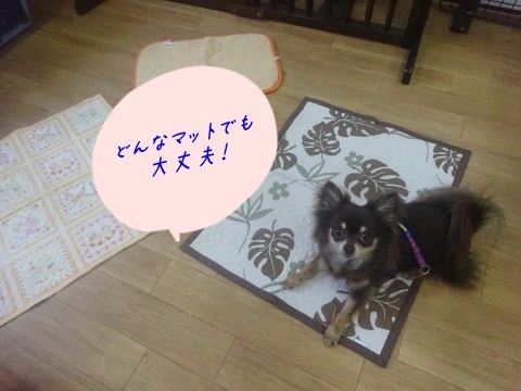 a0338800_11592479.jpg