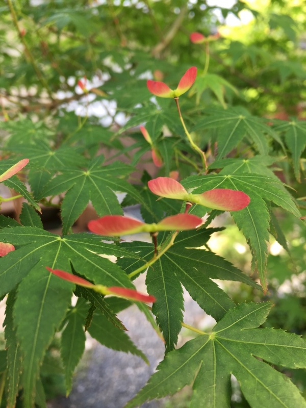 b0220002_23241555.jpeg