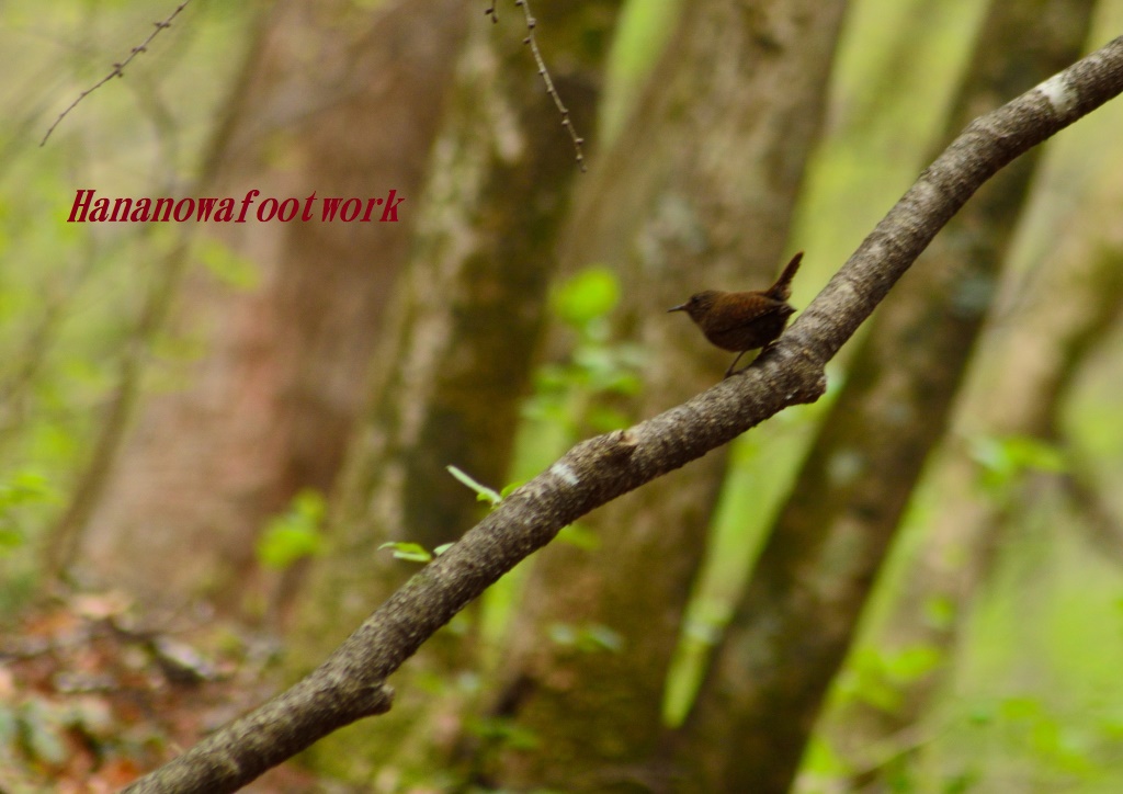 新緑の野鳥の森～オオルリ見つけました♡_b0228502_18171369.jpg