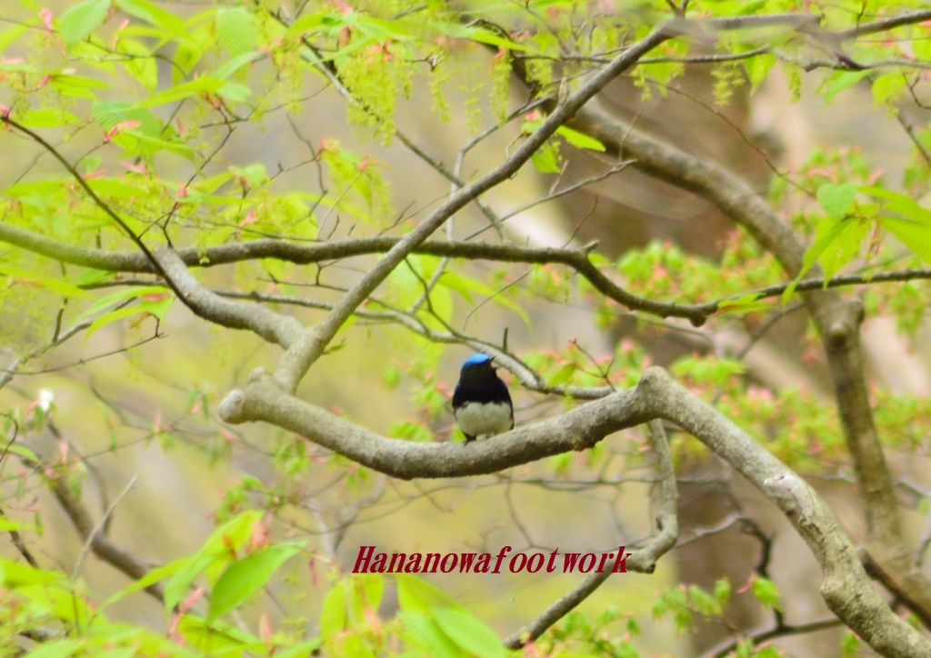 新緑の野鳥の森～オオルリ見つけました♡_b0228502_1852044.jpg