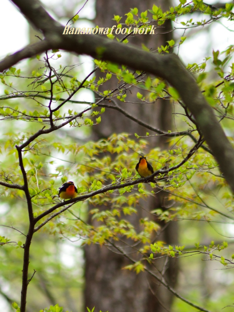 新緑の野鳥の森～オオルリ見つけました♡_b0228502_189142.jpg