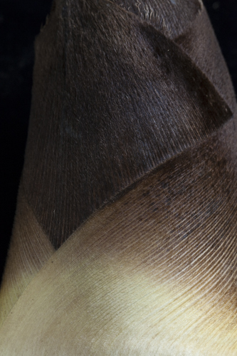 c0367403_16152569.jpg
