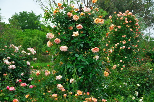 a0263109_20101896.jpg
