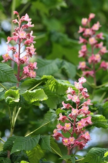 ブルーベリーや、トチノキの花と蝶。ときどき猫も_e0255509_21223299.jpg