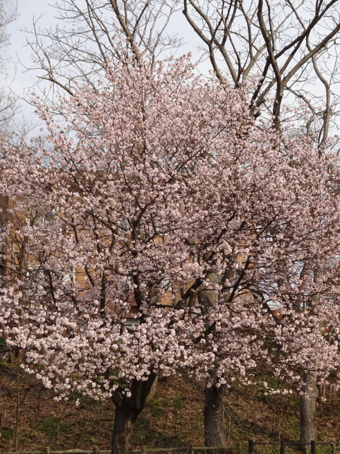 真駒内公園！桜を写しに行ってきました！_d0200811_23394454.jpeg