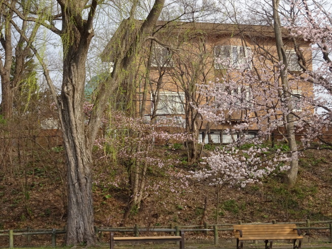 真駒内公園！桜を写しに行ってきました！_d0200811_23401725.jpeg